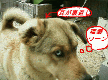 Ԃ̃AXJ