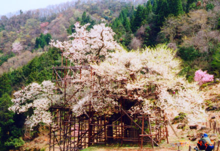樹木医学 樹木医学会 | 樹木 | 診断・治療・予防技術